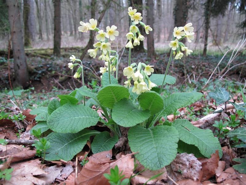 Frühblüher 1